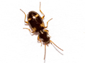 Bembidion quadrimaculatum